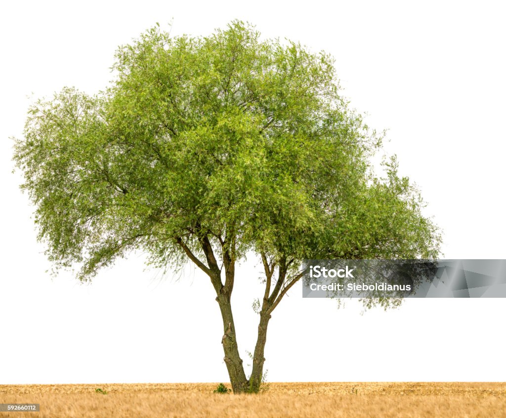 Crack willow or Salix fragilis along field isolated on white. Multitrunk Crack willow tree or Salix fragilis on harvested field isolated on white. Accessibility Stock Photo