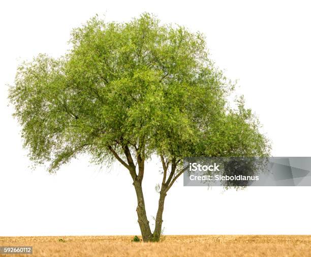 Crack Willow Or Salix Fragilis Along Field Isolated On White Stock Photo - Download Image Now