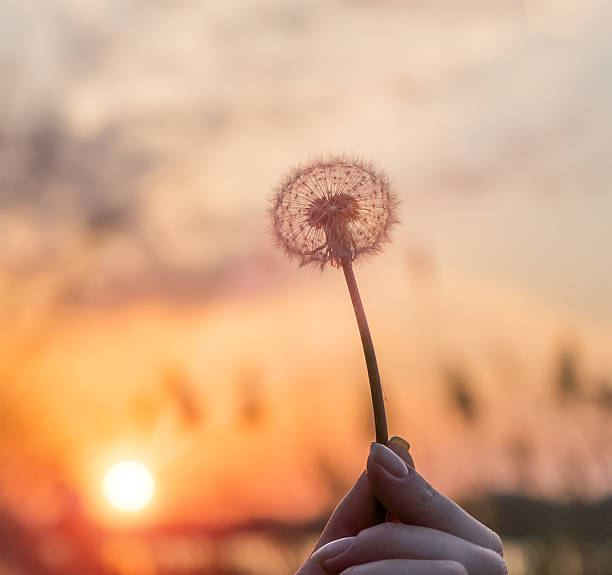 istock Dandelions in the sun on the field. 592660468