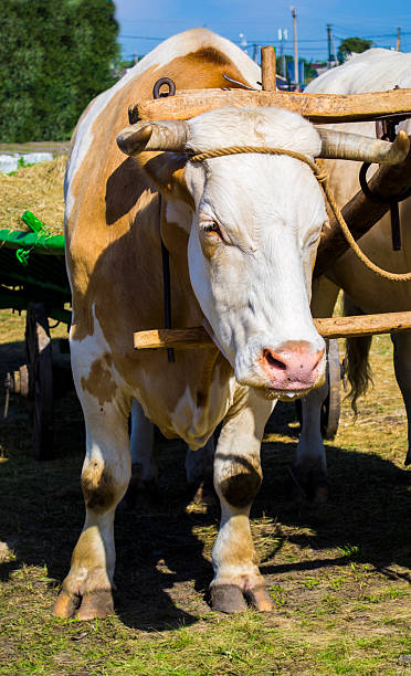 istock bullocks farm animal 592661058