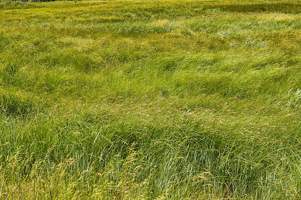 istock Image of green grass field 592661670