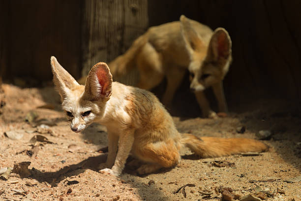 istock Two fennec foxes on the sand 592661876
