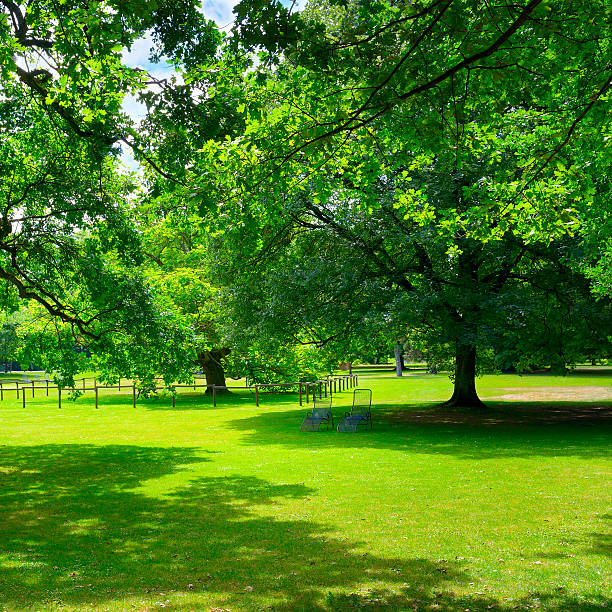 istock Beautiful meadow in park 592661894