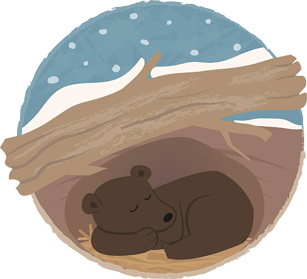 Bear Hibernating Clip art of a bear sleeping in his den. Eps10 bear clipart stock illustrations