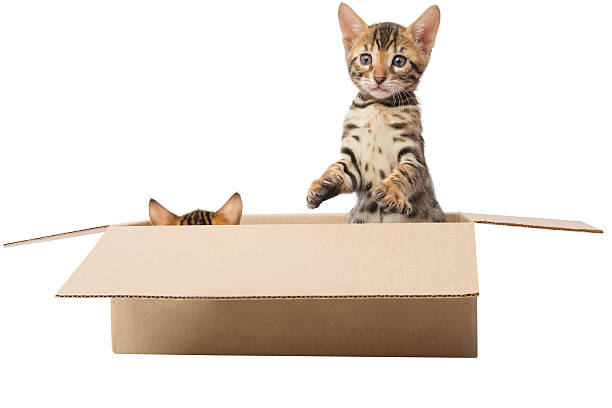 istock two kittens are playing hide and seek in the box 592662512