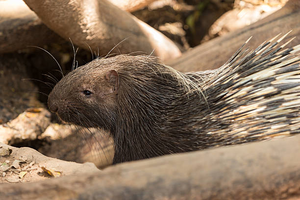 istock Close up the porcupine 592662982