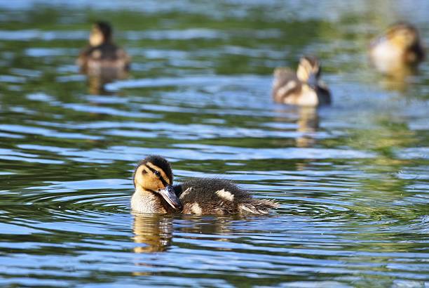 istock Small ducks on a pond. Fledglings mallards.(Anas platyrhynchos) 592663014