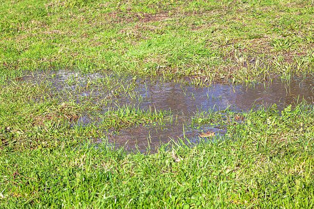 istock View of a Puddle and Grass 592664644