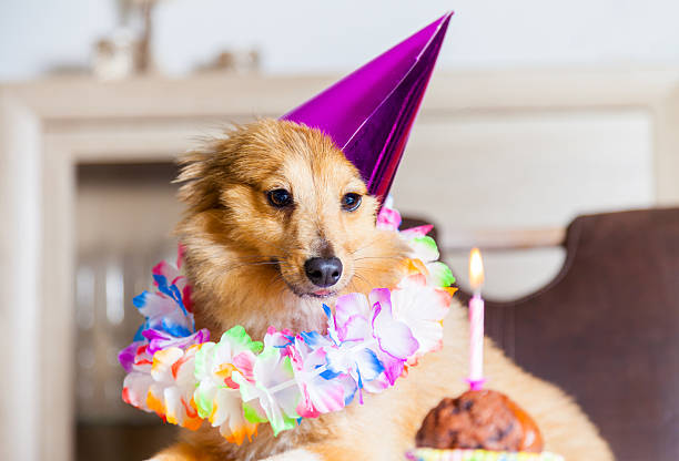 istock happy birthday dog looks to candle 592665254