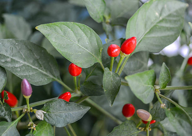 istock red chili pepper ornaments 592665296