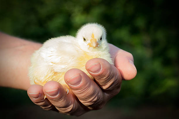 istock Farmer holding little chicken in his hand 592667178