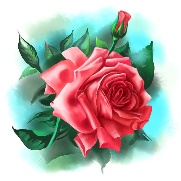 Beautiful red rose with bud and green leaves. Digital illustration.
