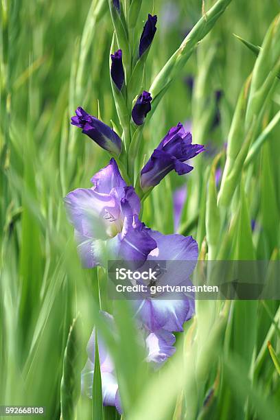 Foto de Florescendo Flor De Gladiolus Roxo Em Um Campo Com Plantas Jovens e  mais fotos de stock de Azul - iStock
