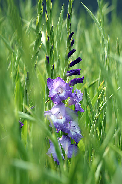 istock Blooming purple gladiolus flower in a field with young plants 592668310