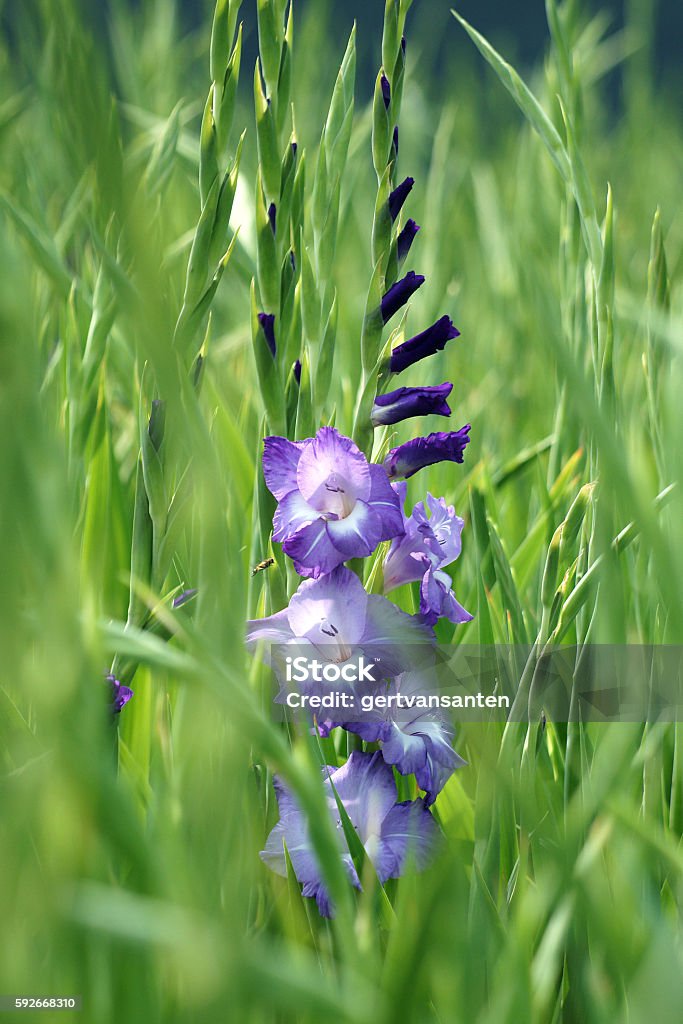 Foto de Florescendo Flor De Gladiolus Roxo Em Um Campo Com Plantas Jovens e  mais fotos de stock de Azul - iStock
