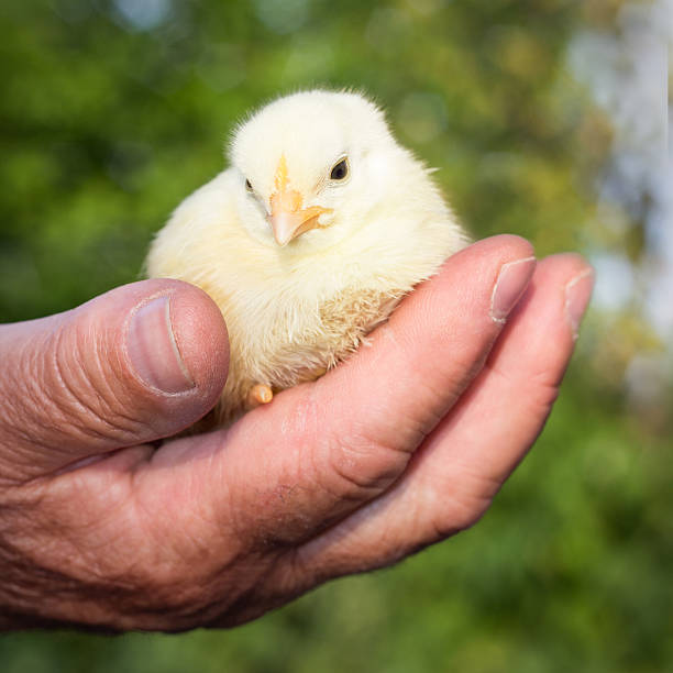 istock Farmer holding little chicken in his hand 592668506