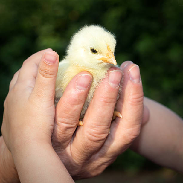istock Farmer holding little chicken in his hand 592669340