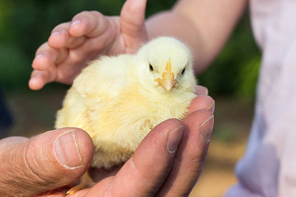 istock Farmer holding little chicken in his hand 592669642