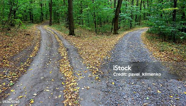 Fork Rural Roads In Forest Stock Photo - Download Image Now - Decisions, Autumn, Choice