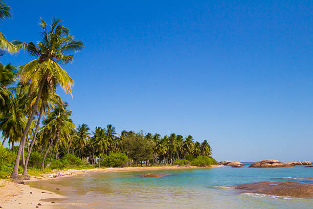 istock Wonderful landscape with a palm 592670920