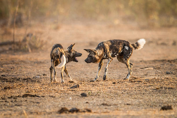 istock Playing African wild dogs in the Kruger. 592671130