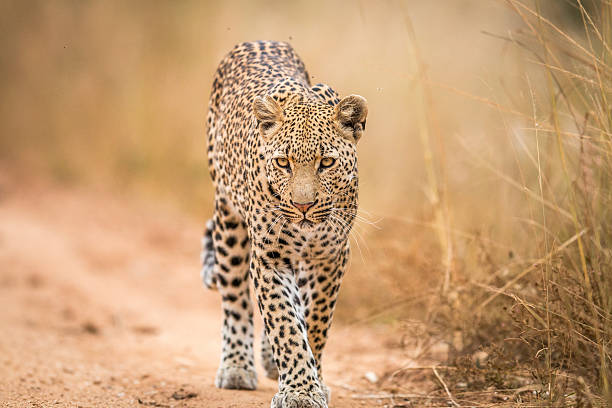 istock A Leopard walking towards the camera in the Kruger. 592671160