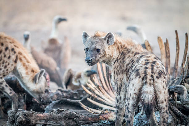 istock Spotted hyena on a carcass with Vultures. 592671218