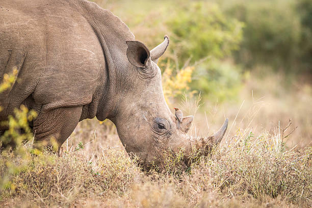 istock Eating White rhino with an oxpecker in the Kruger. 592671222