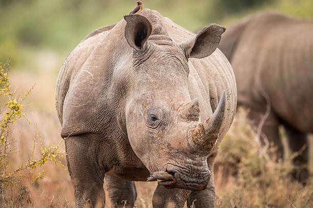 mettant en vedette le rhinocéros blanc avec des oxpeckers dans le kruger. - staring photos et images de collection