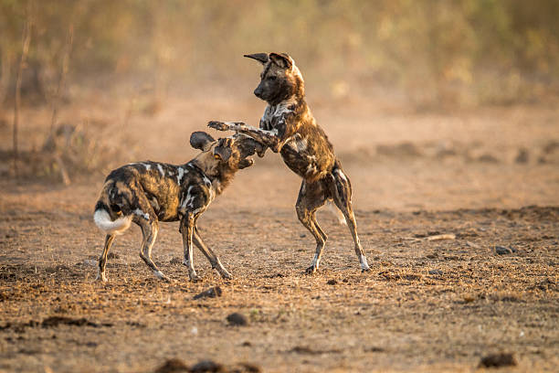 istock Playing African wild dogs in the Kruger. 592671278