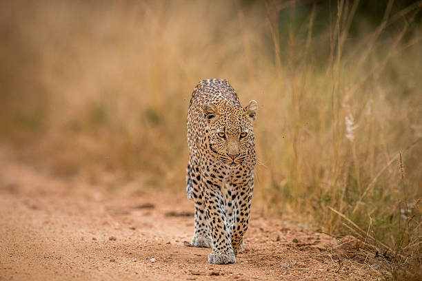 istock A Leopard walking towards the camera in the Kruger. 592671358