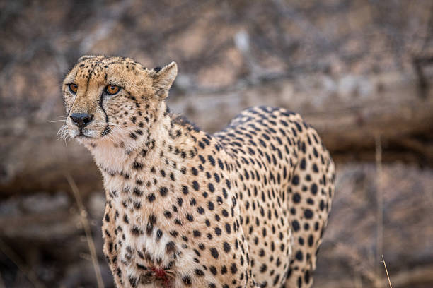 istock Starring Cheetah in the Kruger. 592671392