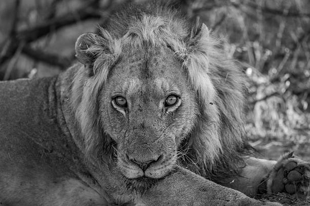 istock Starring Lion in black and white in the Kruger. 592671398