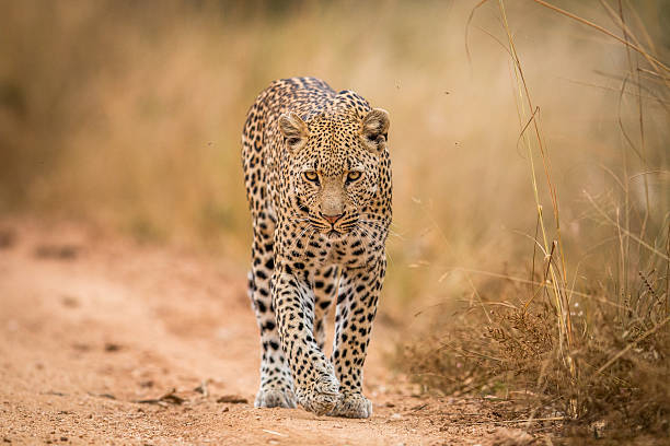 istock A Leopard walking towards the camera in the Kruger. 592671534