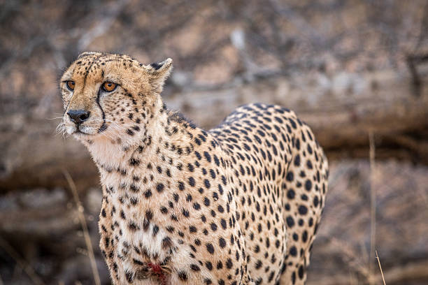 istock Starring Cheetah in the Kruger. 592671536