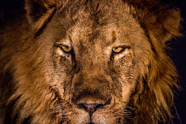 istock Starring Lion in the spotlight in the Kruger. 592671692