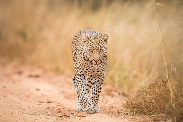 istock A Leopard walking towards the camera in the Kruger. 592671700
