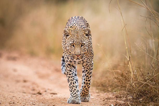 un leopard caminando hacia la cámara en el kruger. - leopardo fotografías e imágenes de stock