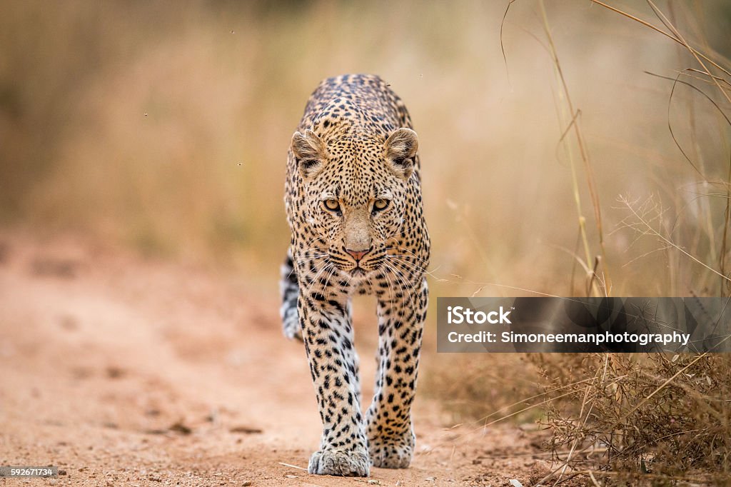 A Leopard walking towards the camera in the Kruger. A Leopard walking towards the camera in the Kruger National Park, South Africa. Leopard Stock Photo