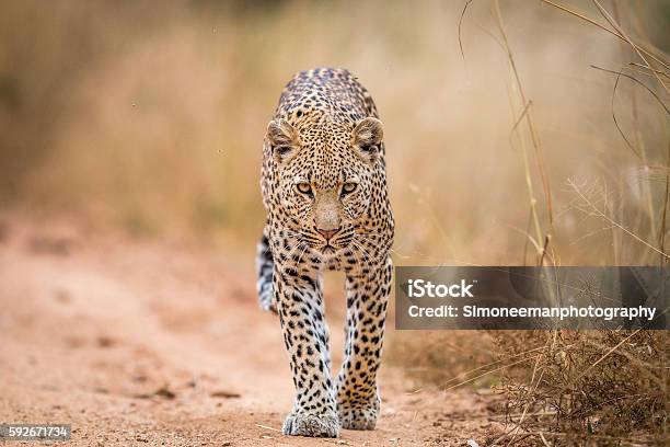A Leopard Walking Towards The Camera In The Kruger Stock Photo - Download Image Now