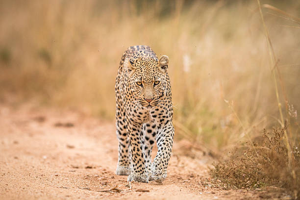 istock A Leopard walking towards the camera in the Kruger. 592671774