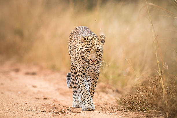 istock A Leopard walking towards the camera in the Kruger. 592671802