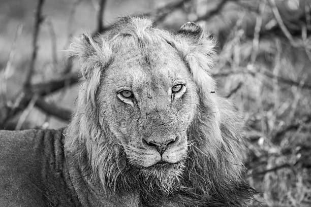 istock Starring Lion in black and white in the Kruger. 592671808