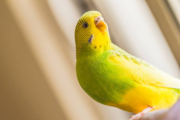 istock Green and yellow pied budgerigar, parakeet in natual light 592671958