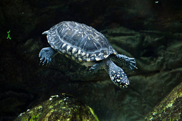 tortue noire des étangs (geoclemys hamiltonii) - turtle photos et images de collection