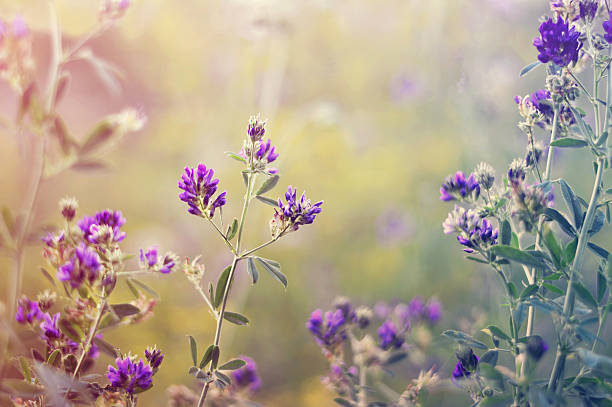 istock Summer meadow and purple clover flowers 592672908