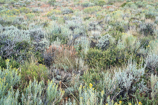A semi arid field landscape in southwest Wyoming with low lying shrubs and bushes.