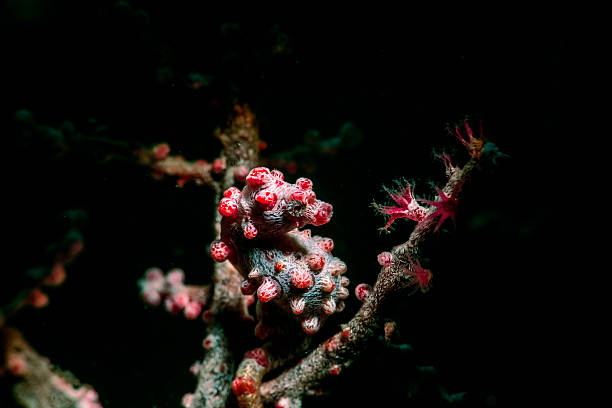 Hippocampus A pygmy seahorse in Lembeh coral gorgonian coral hydra reef stock pictures, royalty-free photos & images