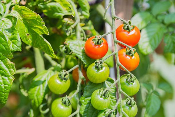 istock Fresh cherry tomatoes in the garden 592674186