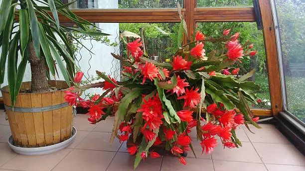 orchid cactus with hand large red flowers in the winter garden